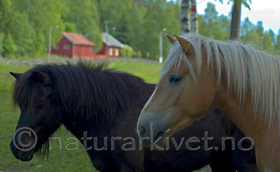 BB 05 0340 / Equus caballus / Hest